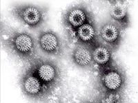 Возбудителем инфекции в Красной Горе стал ротавирус